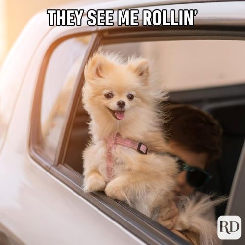 dog rollin.jpg